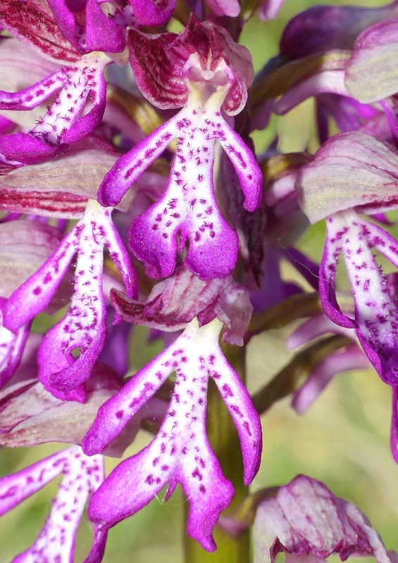 Orchis militaris, Orchis purpurea, Orchis x hybrida  Preappennino aquilano -  2022.